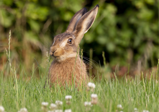 large Hare sat amongst the long grass