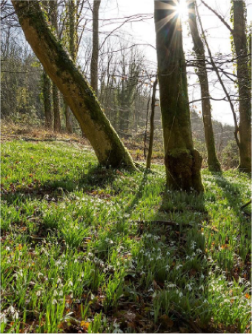snow drops sprouting in woodland
