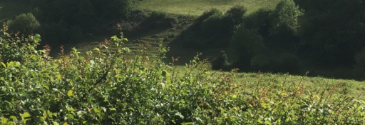 hedges and field