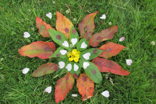 Some leaves and petals laid out on grass in the shape of a flower