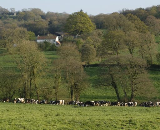 A herd of cows in a field with trees in the background