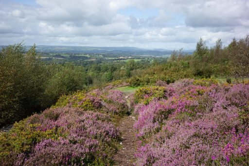 A pathway running through heather with an expansive view in the background