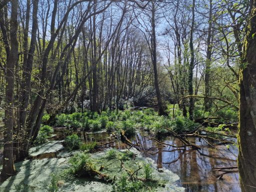 Area in Otterhead Lakes flooded due to beaver dam