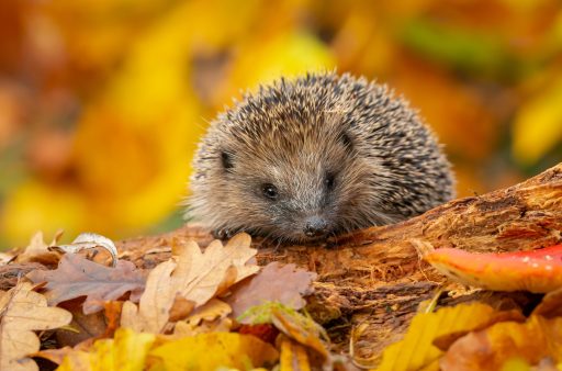 Wild, native, European hedgehog in Autumn foraging on a fallen log with colourful orange and yellow leaves.
