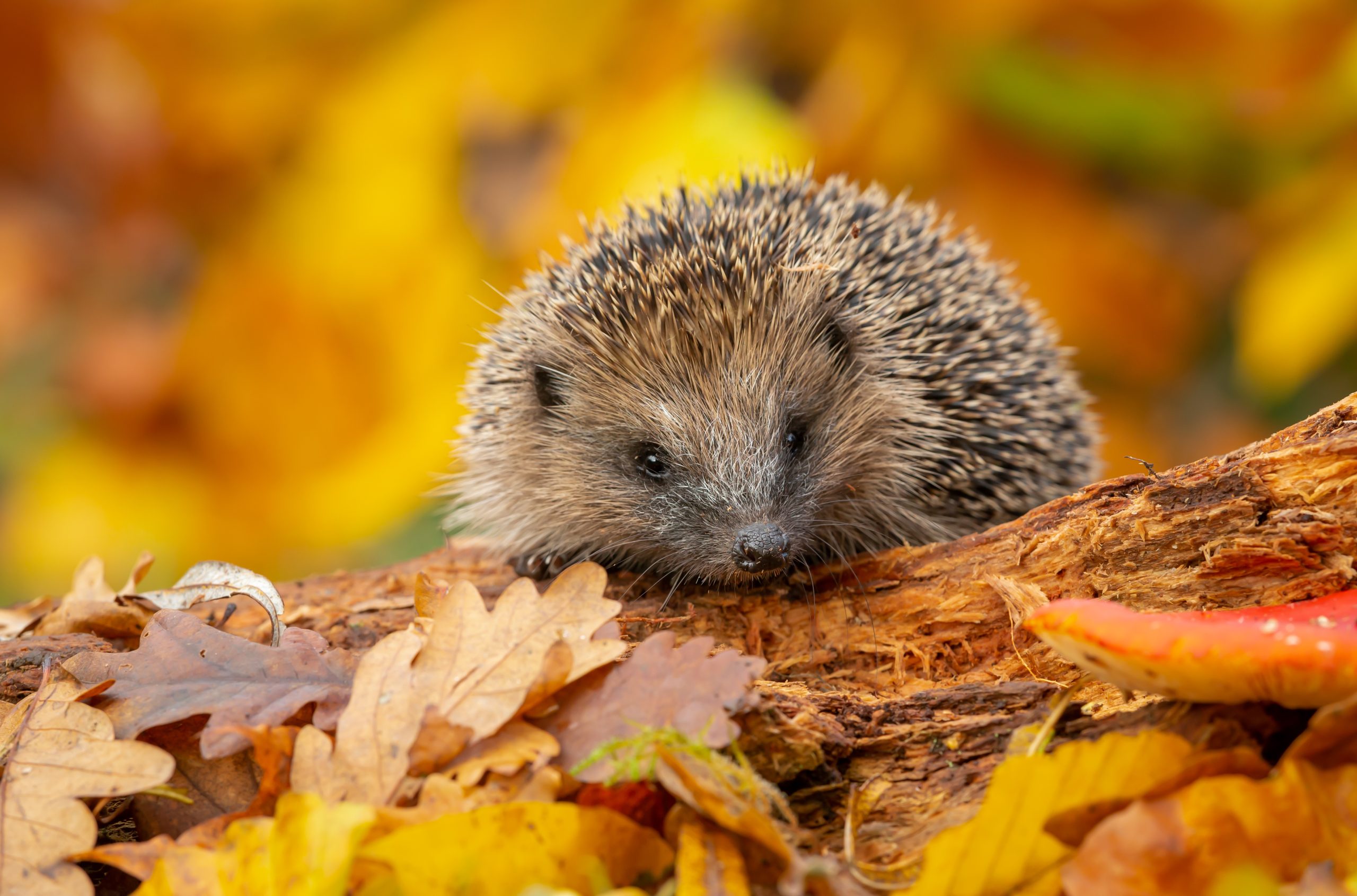 Wild, native, European hedgehog in Autumn foraging on a fallen log with colourful orange and yellow leaves.